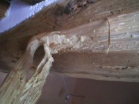 /album/www-paolomarcantonio-it-di-marcantonio-in-edilizia/particolare-di-segatura-sotto-la-buccia-pistoia-jpg/